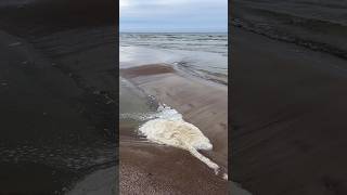 Spring Equinox at the Baltic Sea 🌊, Lithuania 🇱🇹 | Palanga Shorts