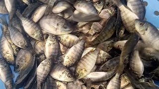 Tilapia fingerlings from Decks Hatchery