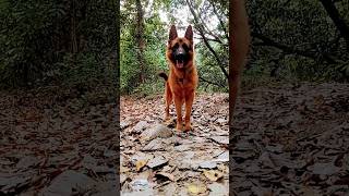 German shepherd #viral #trending #music #youtubeshorts #shorts #short #subscribe