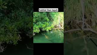 Habitat ikan tapah jumbo besar | mancing mania