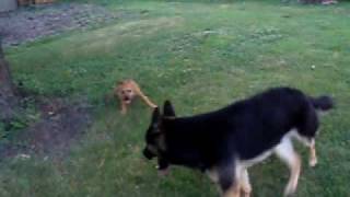 Pitbull puppy playing with German Shepheard