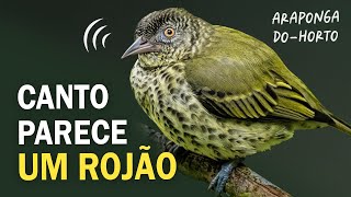 CANTO INTRIGANTE da ARAPONGA-DO-HORTO e outras aves da Mata Atlântica! | Passarinhando na floresta