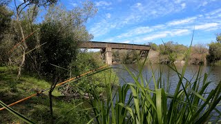 PESCANDO en increíble arroyo, COCINA y naturaleza, Pesca de bogas, Aventura, Pesca de barrio, 2022