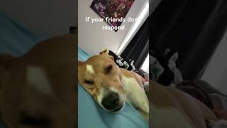 This is a 3 second song #puppy #cutedog #sleepypuppy #clickbait #viralshorts #fypシ゚viral