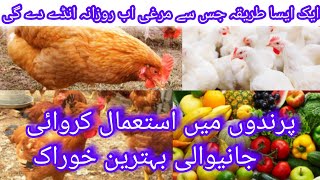 how to increase chicken growth in winter season||increase egg production in chickens|DR.M.ASIF