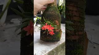 Floração da minha orquídea sophronittis pigmaea