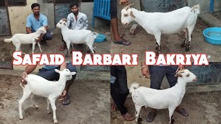 Safaid Barbari Bakriya ka Collection| Pure Barbari Bakriya Bibi Ka chasma Vattepally Hyderabad