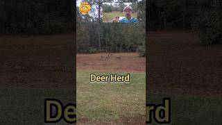 HERD is moving in! Deer are hungry #shorts #wildlife #deer