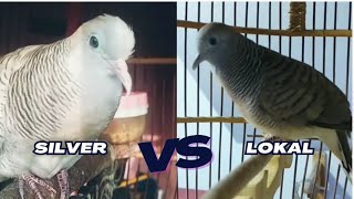 PERKUTUT SILVER VS PERKUTUT LOKAL