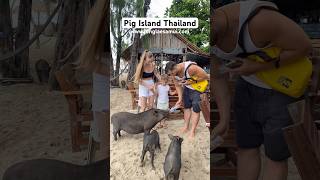 Pig Island Thailand🐷🐷 🌎www.longlaesamui.com 📞+66 099 161 8215