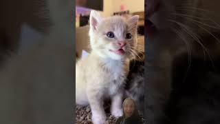 Cat sound, cat, meow voice #animals #catlover #cat #funny #babylaughing