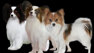 PAPILLÓN #razas de #perros