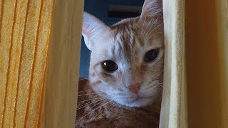 Peek-a-boo Ginger Tabby Cat | Oliver Cat of Dubai