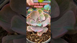 #echeveria #entreplantasconjen #plantas #succulents