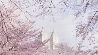 New York City | Cherry blossom trees in Central Park are in bloom