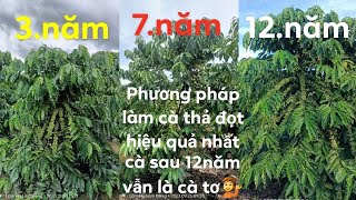 Những sai lầm khi làm cà phê thả đọt,khiến nhiều người nản. Phương pháp canh tác hiệu quả nhất 💁