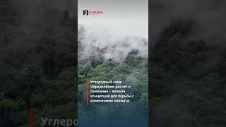 Углеродный след: Значение, методы расчета и стратегии снижения воздействия