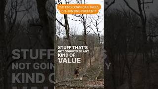 Manage your Hunting Woods! #huntingseason #deer #turkeyhunting #deerhunting #hunting #whitetaildeer