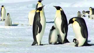 Penguen LISTEN TO YOUR HEART~ Mike Rowland, Film by Ruedi