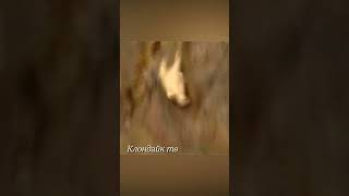 Медведь на волоске от смерти #animalsvideo #animals