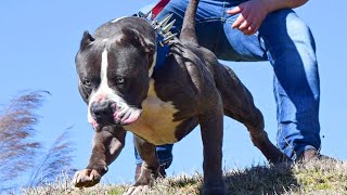 How to Train a Pitbull. 7 Expert Tips