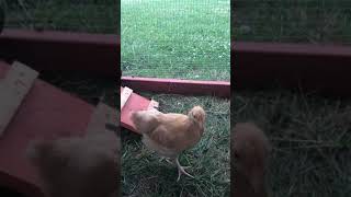 Chicks during rainstorm.