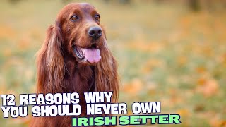 12 Reasons Why You Should Never Own an Irish Setter 🐾