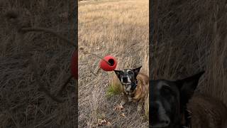 K9 Ranger finds human remains. #searchdog #belgianmalinois #workingdog