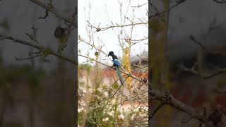 The most beautiful bird feathers I've ever seen #birds #birdwatching