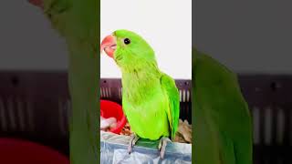 Indian ringneck parrot in Bangladesh #Short #Vlog_Is_Mine #parrot #shortvideo