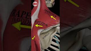 Trapezius muscle movement #youtubeshorts #yoitubeshorts #ytshorts #viralvideo #video #viralreels