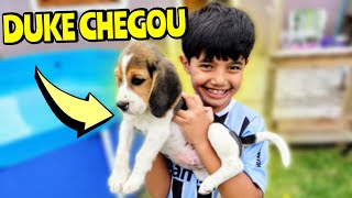 Duke chegou - Novo membro da família Kuhn [Como criar um Beagle]