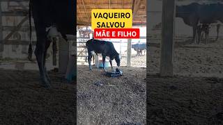 PARTO FORÇADO SALVOU VACA E BEZERRO. #roça #vaca #shorts #short #shortvideo