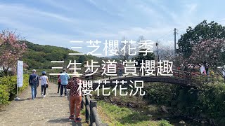 [賞櫻最前線]  3/17 北海岸 新北 三芝櫻花季  三生步道 吉野櫻 花見櫻芝戀  賞櫻秘境  櫻花花況 ！！  記得 訂閱 才能收到第一手資訊 謝謝！！