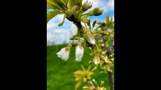 Blüte im alten Obstgarten — Alte Sorten | Plantage