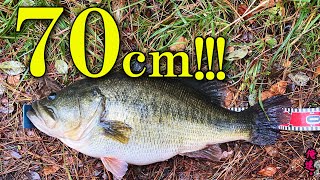 How to Catch 70㎝ black bass in Lake Biwa