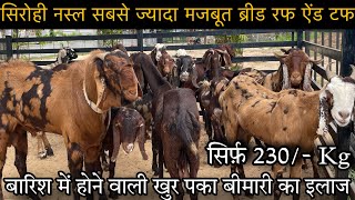 Sirohi Goat farming in Rajasthan | सबसे ज्यादा मजबूत ब्रीड (रफ ऐंड टफ) Shree Goats Farm