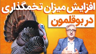 افزایش میزان تخمگذاری در بوقلمون Increasing turkey egg production