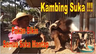 Kambing Suka !!! Mantap Racikan Pakan Murah disukai Kambing #Pakan_Mandiri