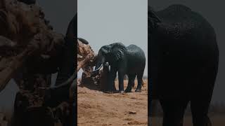 Elephant attack in forest || Please Subscribe and see the full videos...