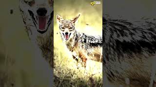 Don't mess with the Jackal | Discover with Sabi