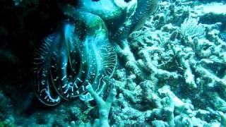 Cuttlefish Strobing 2 Bashful: Snorkeling Great Barrier Reef.AVI