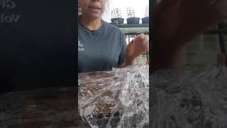 Planting watermelon and green bean seeds...  saran wrap