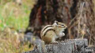 Песня бурундука Eutamias sibiricus/  Siberian chipmunk song