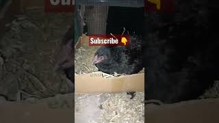 Broody hen | Aseel murgi | eggs hatching