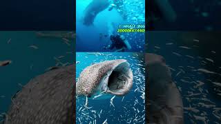 Whale Shark - The Largest Shark in the World