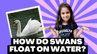 How do swans float on water?