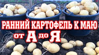 Суперранний картофель к маю!!! Метод выращивания от А до Я