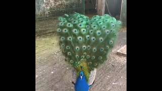 Olha que lindo pavão que maravilhoso muito lindos