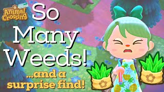 Weed Collecting ACNH Challenge with a SURPRISE FIND!! | Animal Crossing New Horizons